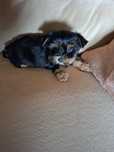 Chlopczyk Yorkshire Terrier