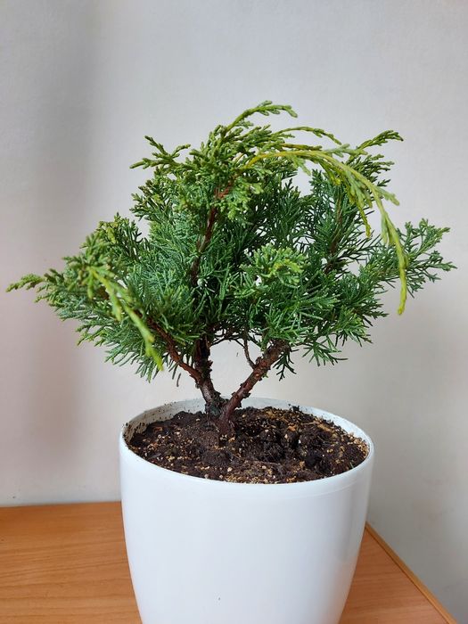 Бонсай ялівець (можжевельник) Шимпаку