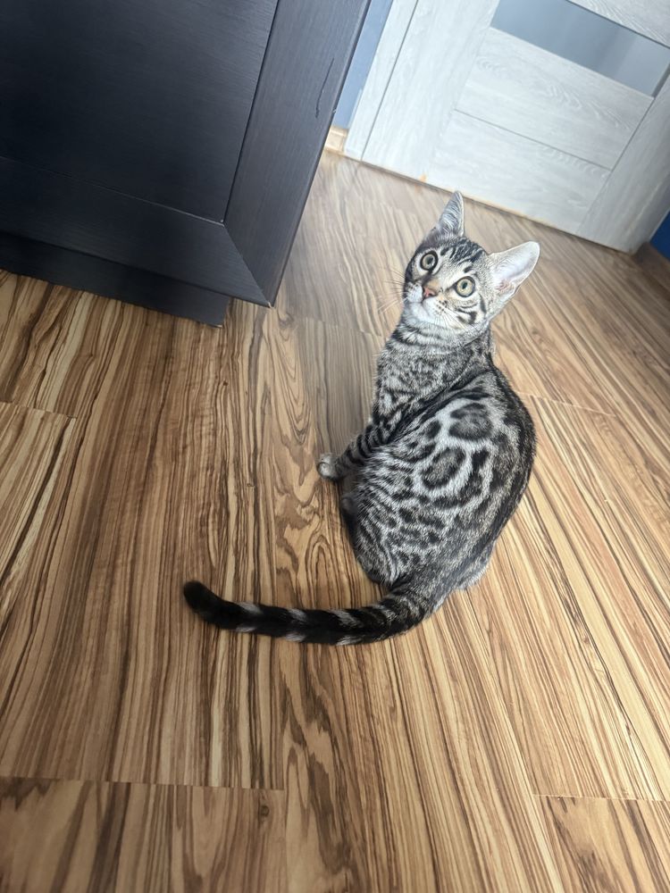 Kocurek bengalski. Srebro GOTOWY DO ODBIORU po zabiegu kastracji