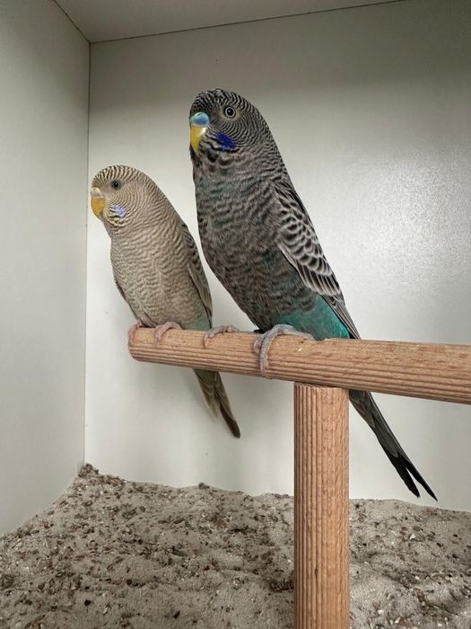 Casais periquitos black face