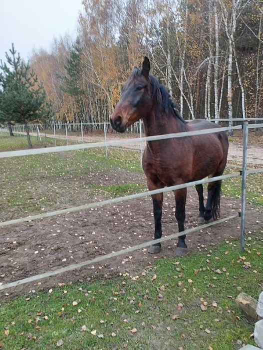 Sprzedam Wałacha Ślązak