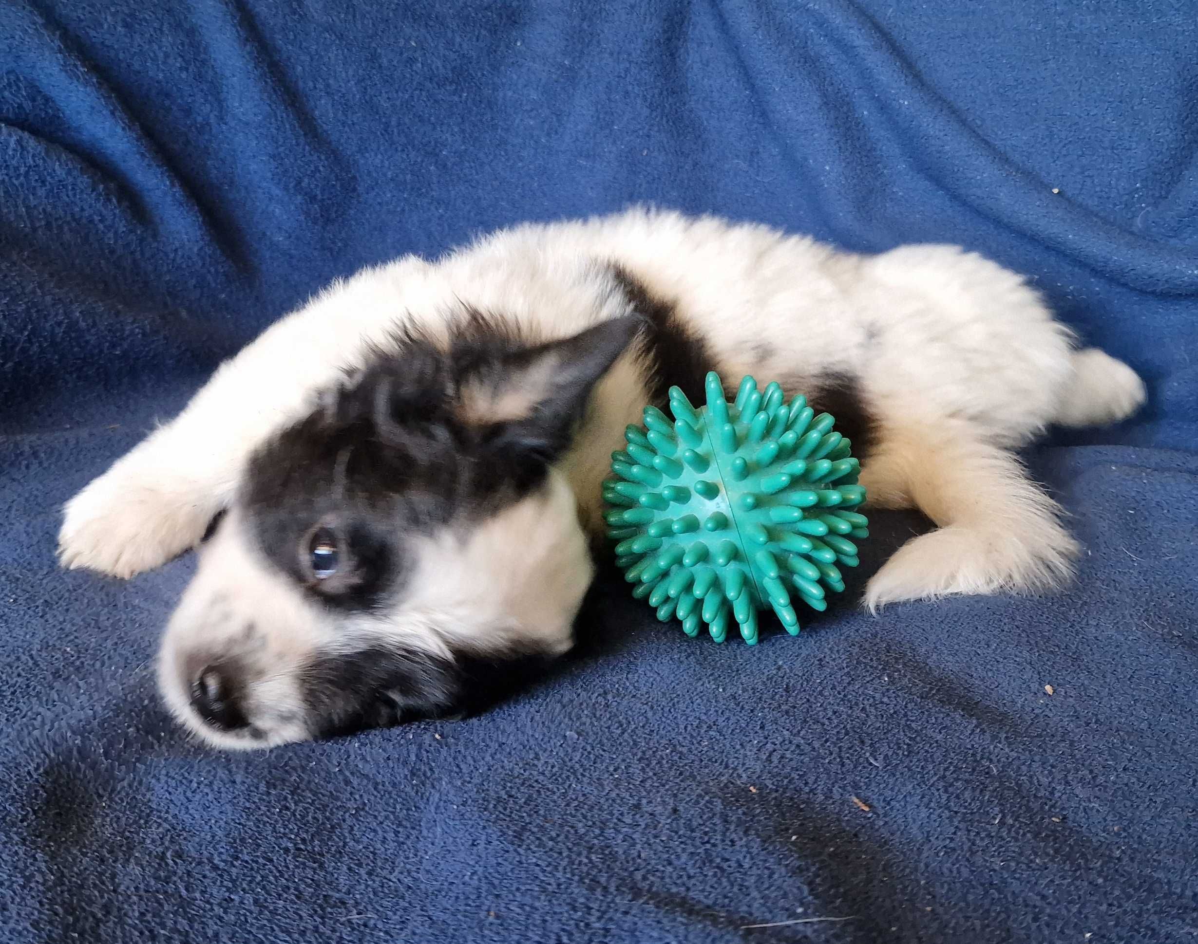 Cachorrinho de porte pequeno