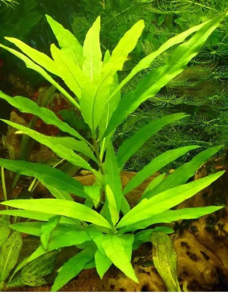 Hygrophila stricta TAI - Nadwódka Tajlandzka.