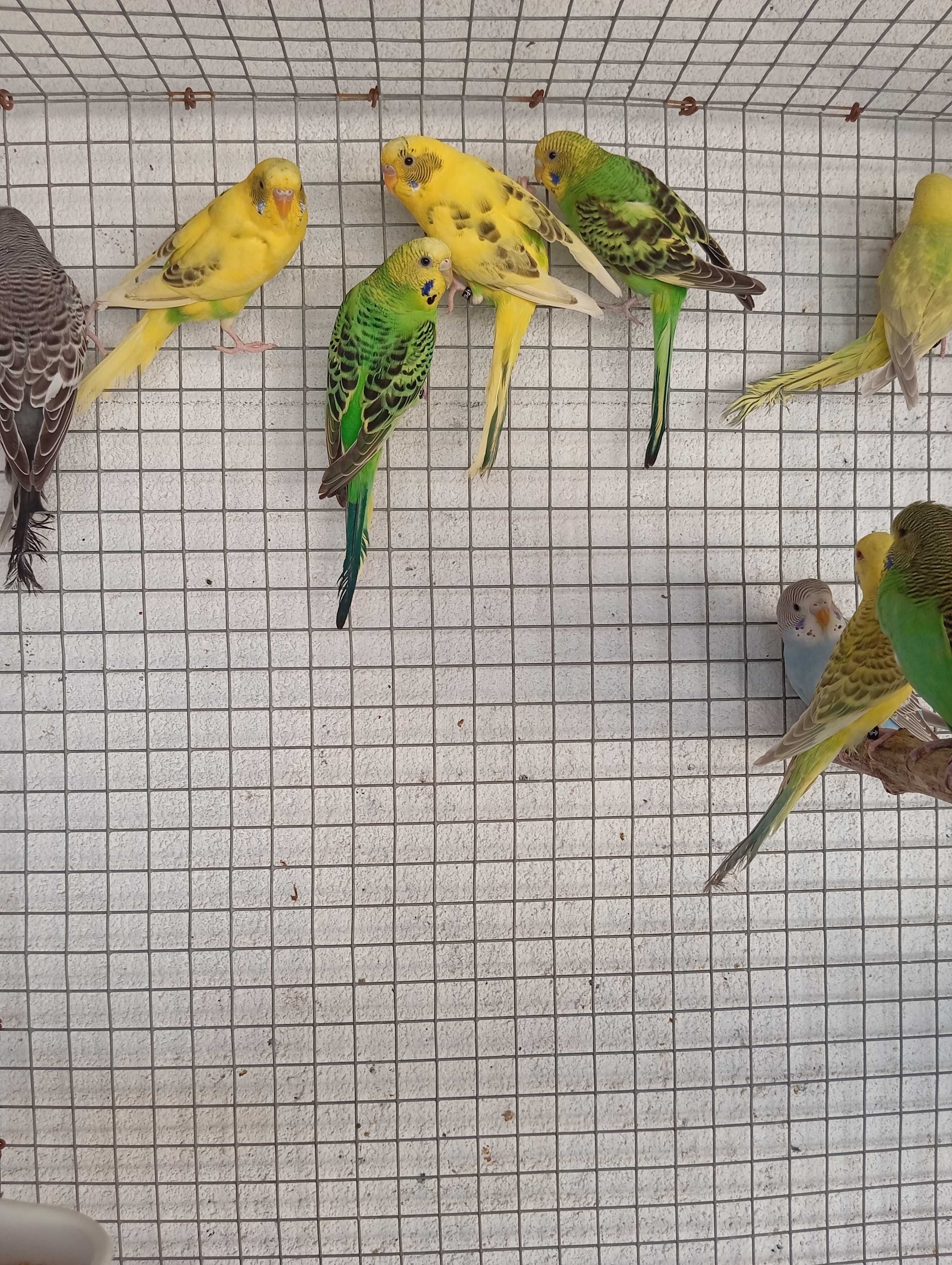 Piriquitos Australianos