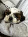 Shihtzu shih tzu miniaturka piesek