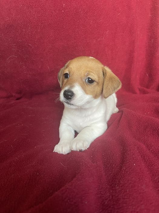 Цуценя Джек Рассел терʼєр. Дівчинка