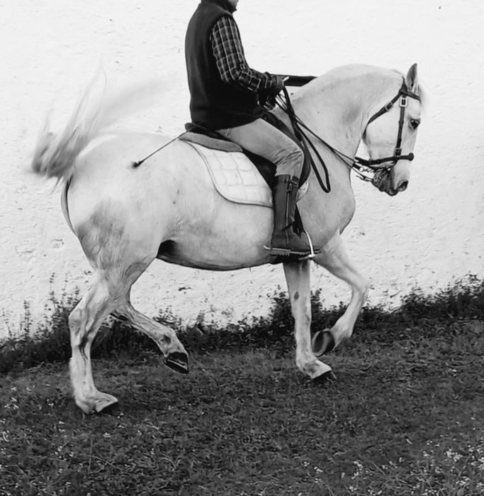 Vendo cavalo lusitano
