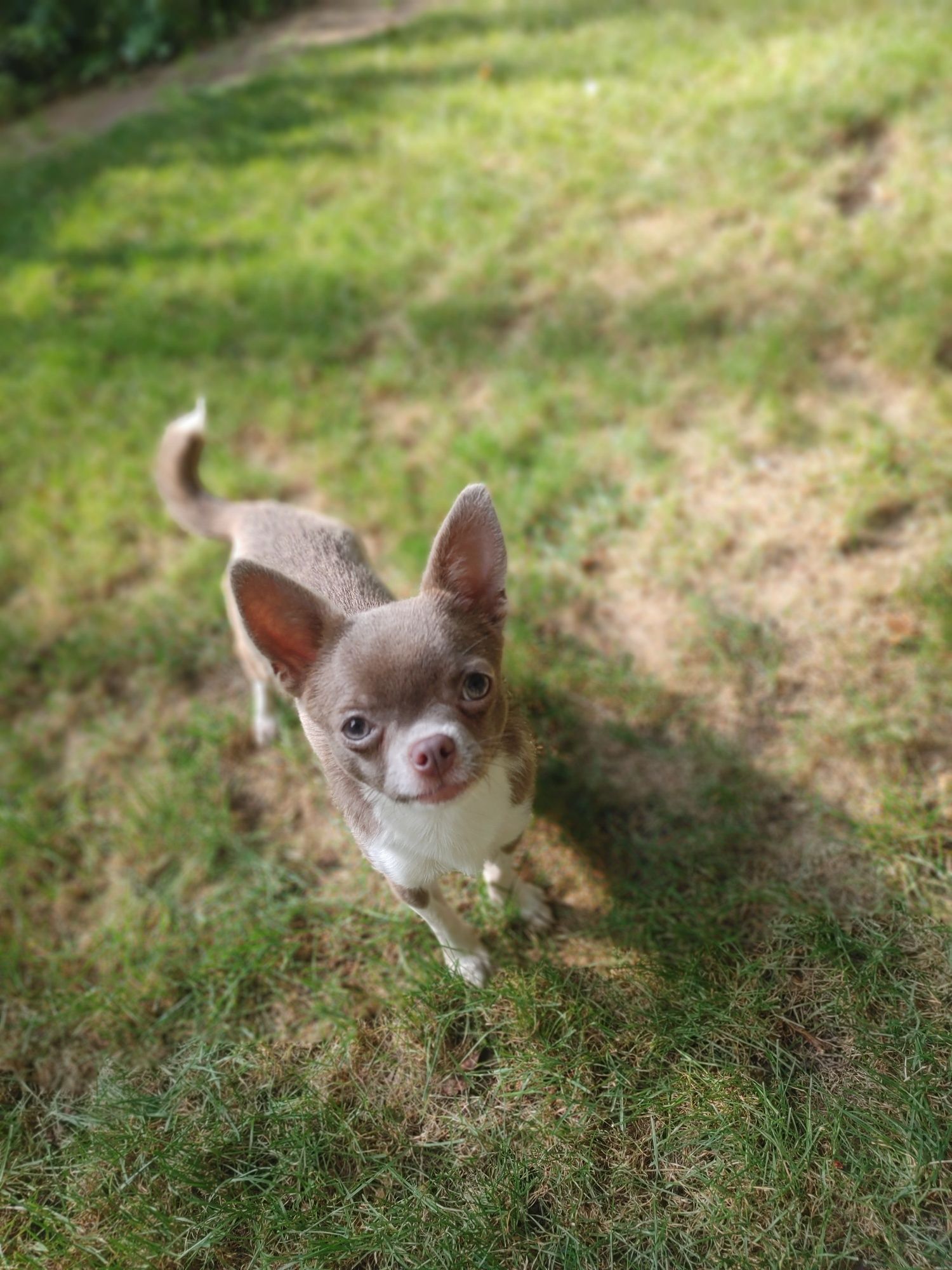 Piękna Chihuahua krótkowłosa liliowa