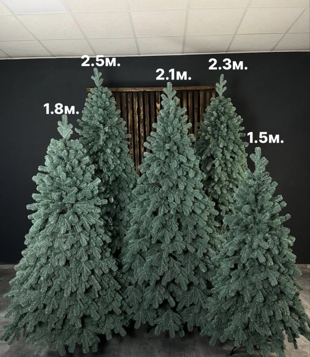 Ялинка лита «Тріумф блакитна»