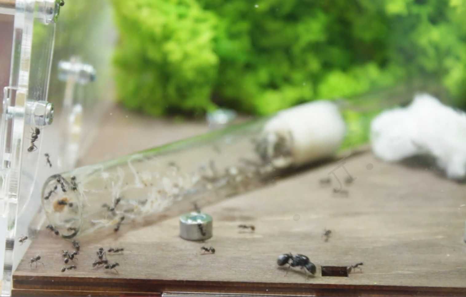 вертикальная муравьиная ферма мурахи домашние жнецы формикарий корм