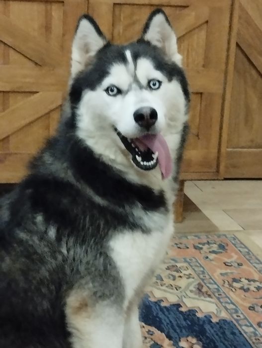 Husky siberiano c/lop pedigree c.p .canicultura