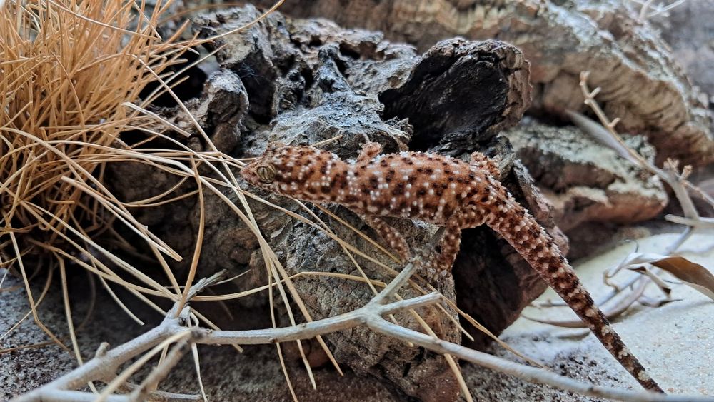 Gekon Heteronotia binoei młode