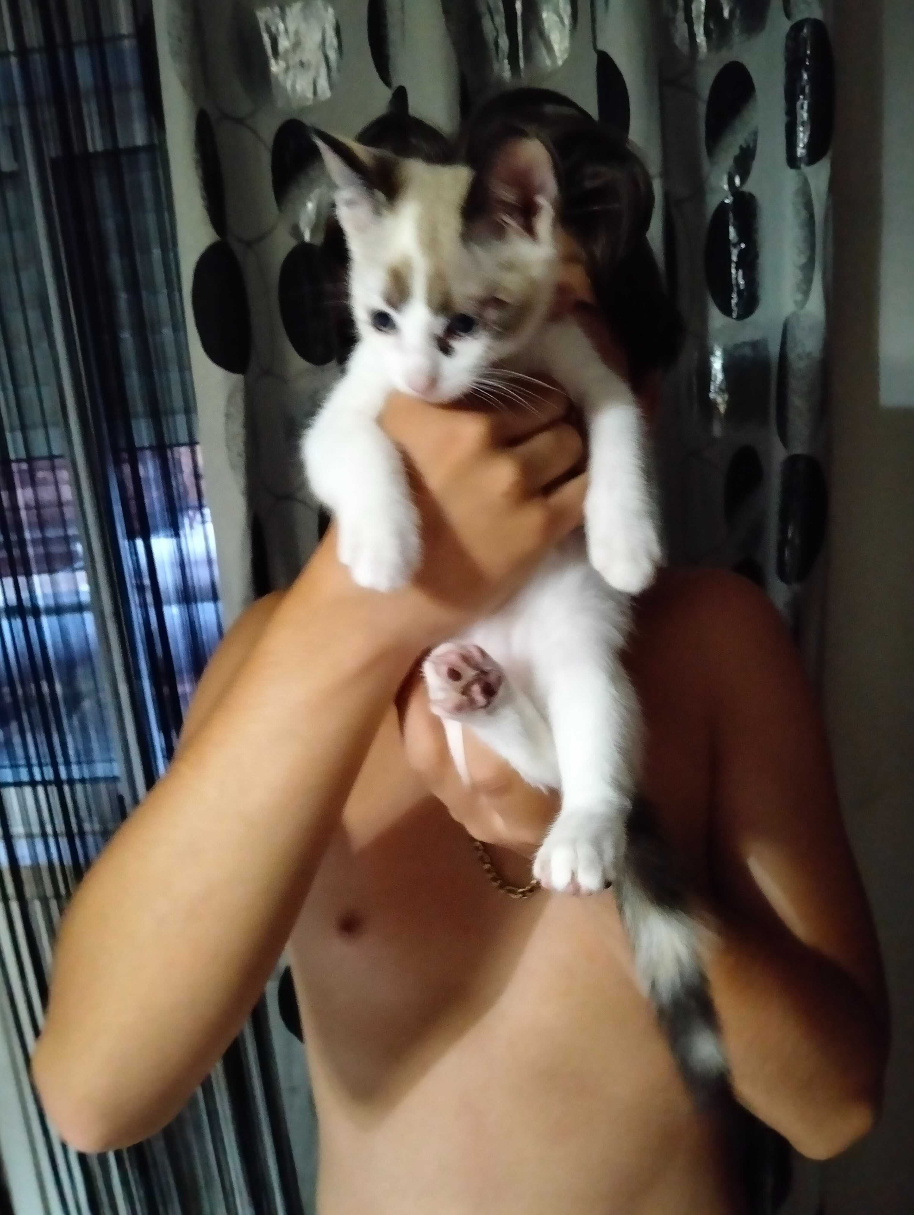 Dou gatinha com dois meses