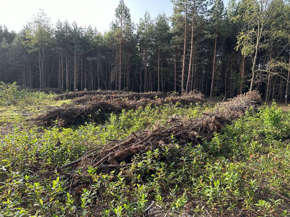 Mulczer leśny wgłębny powierzchniowy mulczowanie wycinka drzew działek