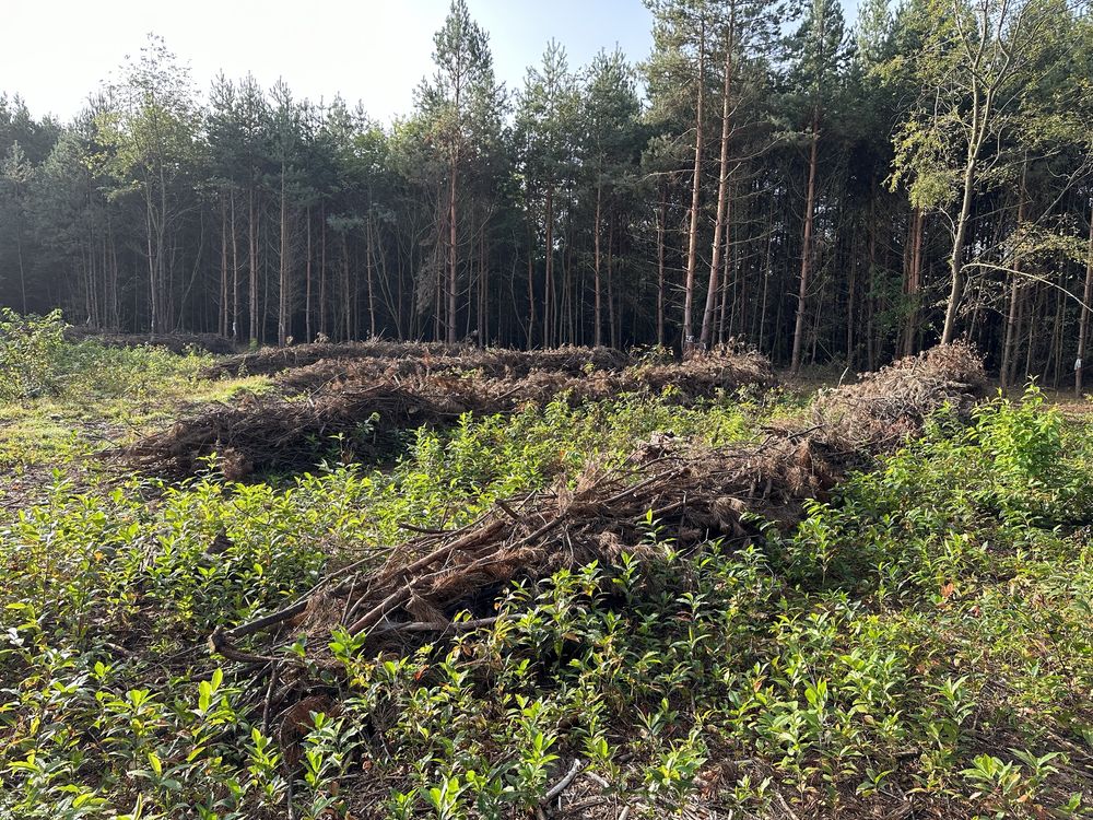 Czyszczenie dzialek mulczowanie mulczer lesny wglebny powierzchniowy