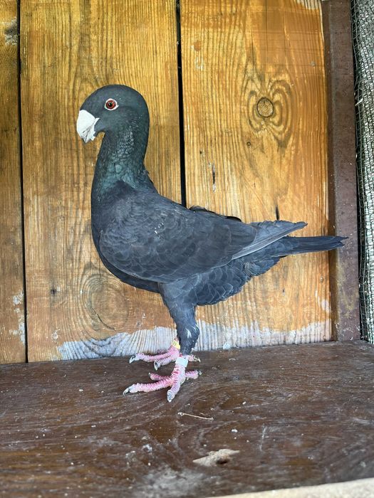 Gołębie niemiecki wystawowy samica 2023