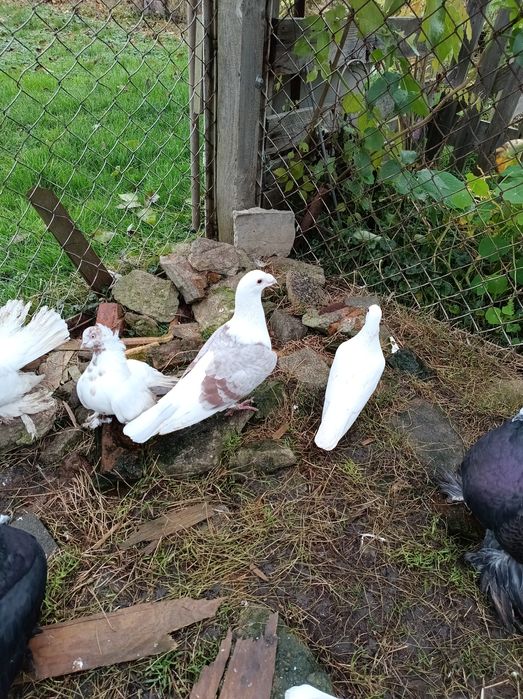 Gołębie ozdobne różne