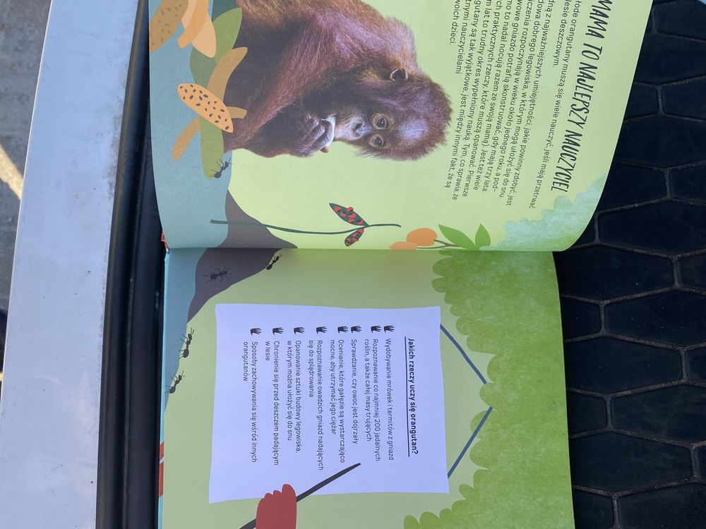 Książeczka dla dzieci pokochaj orangutana