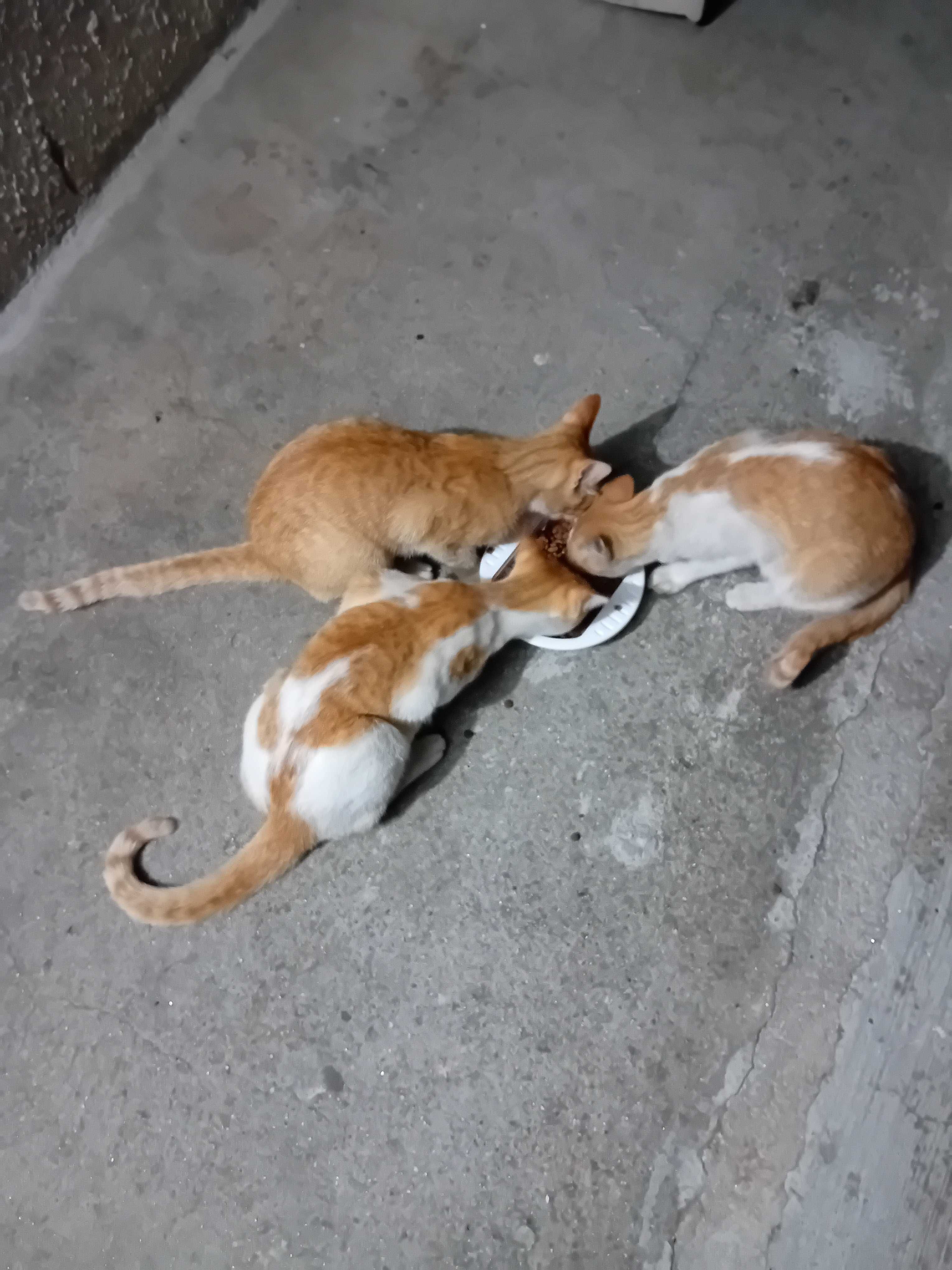 Grátis - 3 Gatos para adoção - Distrito Viseu