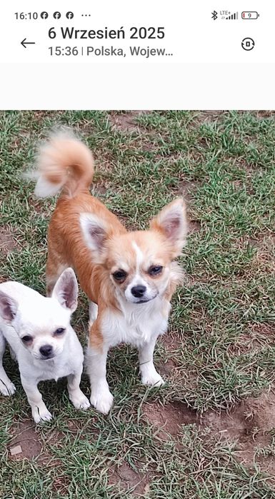 Piesek chihuahua FCI