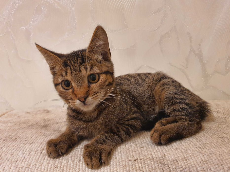 Отдам котёнка 4-5 месяцев