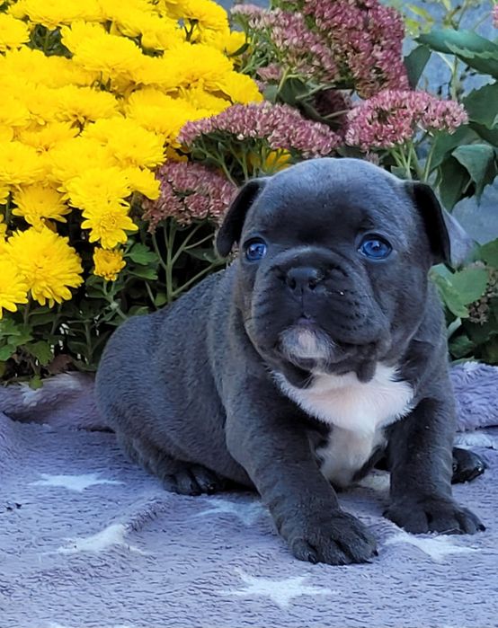 Дічінка голуба красуня