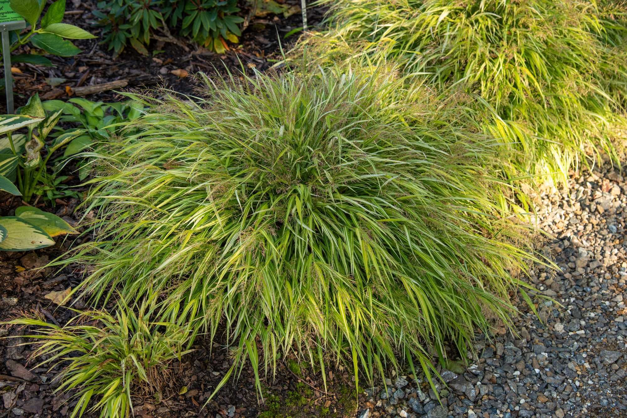 Hakonechloa różne odmiany
