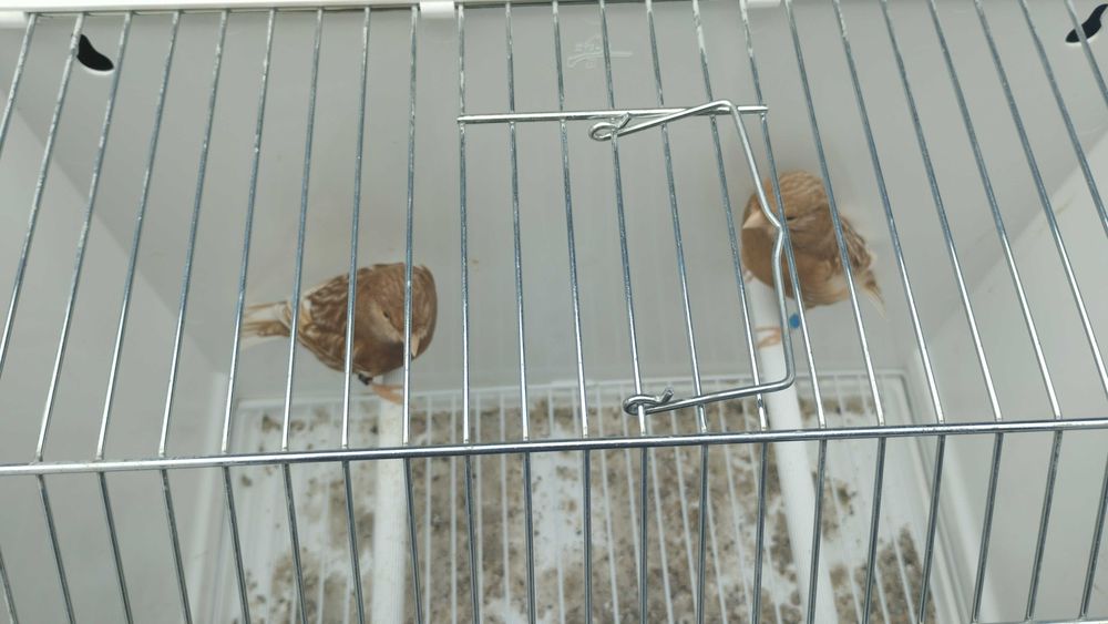 Pheos amarelos mosaico