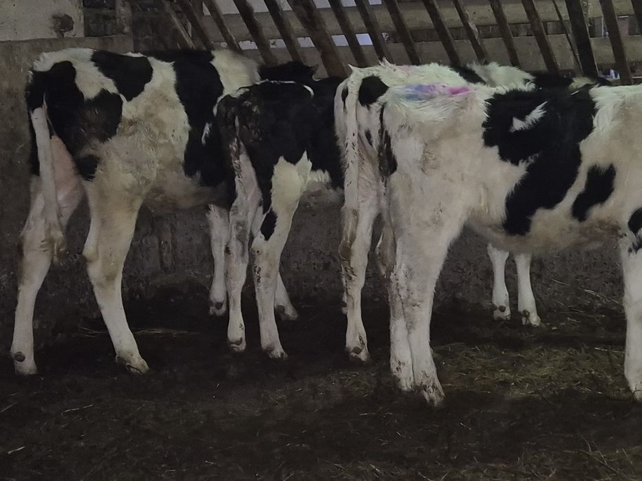 Sprzedam jalowki miesne i hf