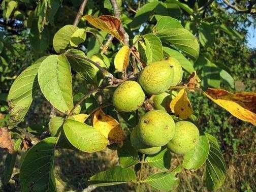 Саджанці горіха Буковинська Бомба, саженцы ореха. горіх. Кочерженко