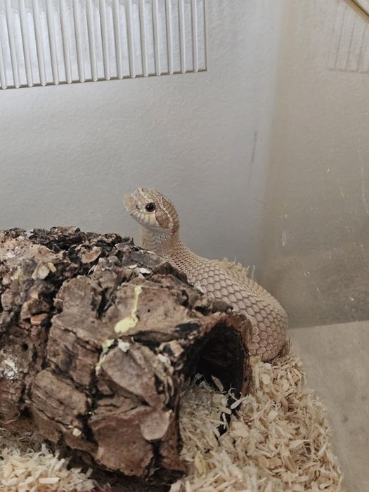 Piękny samczyk heterodona zachodniego!