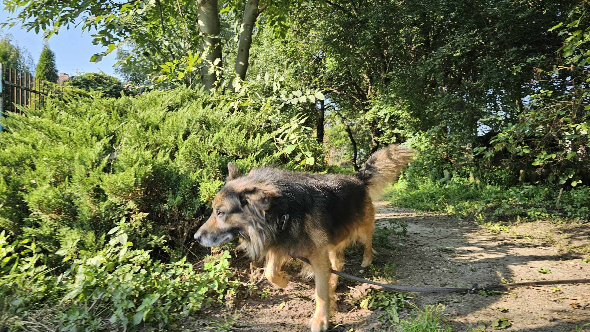 Młody, aktywny, zdrowy, gotowy do adopcji. Magik.