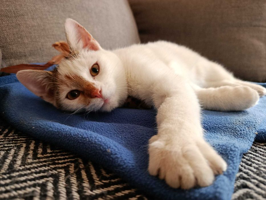 Kania i Rydz - kotki z lasu