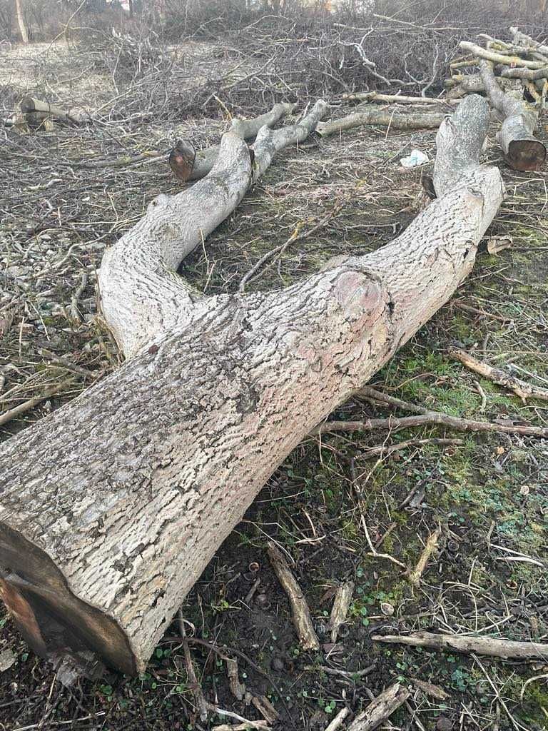 Kłoda orzecha włoskiego 40-50mp różne grubości odbiór w Przemyślu.