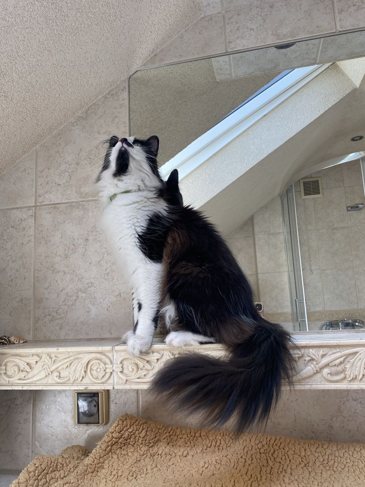 Kocurek Shiro szuka domu kot do adopcji