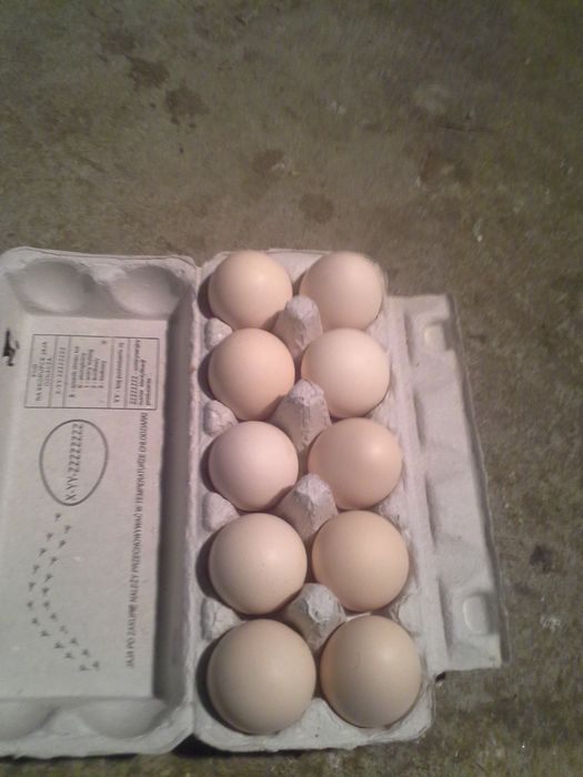Jajka wiejskie z transportem