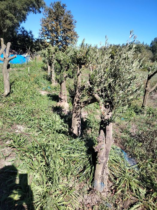 Oliveiras com alguns anos