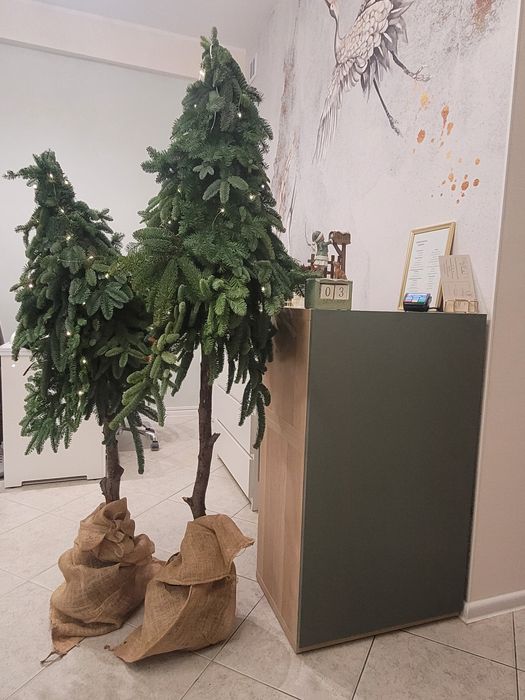 Choinka na pniu 130-150 cm