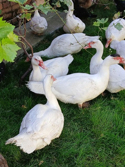 Продам кролів,індо утят,А також мясо кролів 220гр/кг.