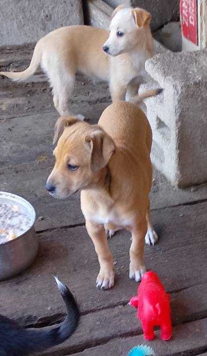 oddam w DOBRE RĘCE 2 suczki