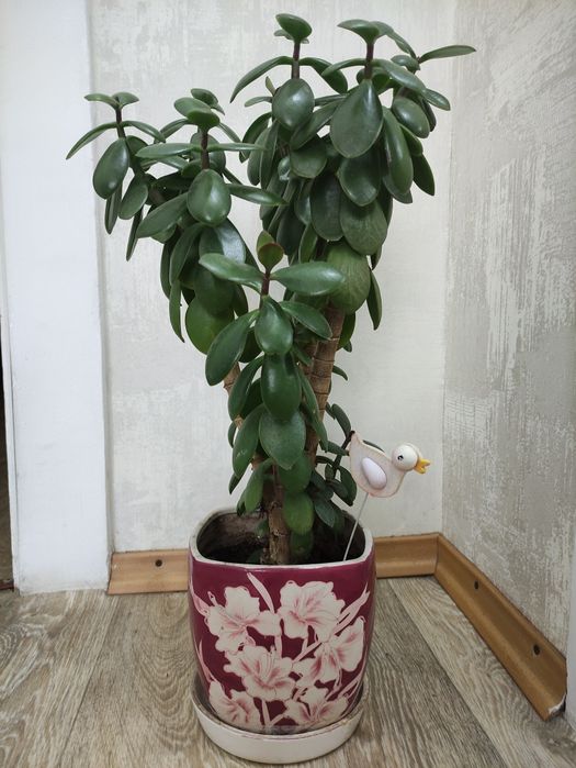 Продам денежное дерево в красивом керамическом горшке.