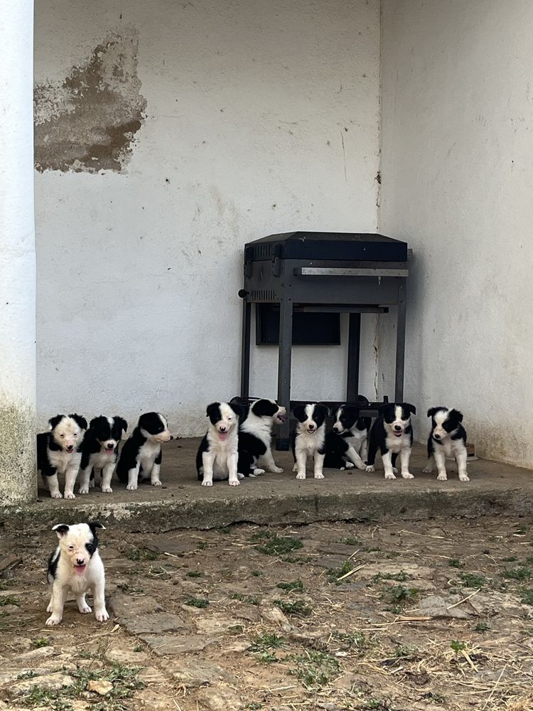 Border Collie (F)