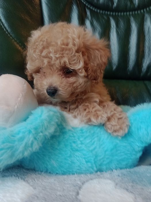 Bichpoo  Pudel mini x Bichon Frise