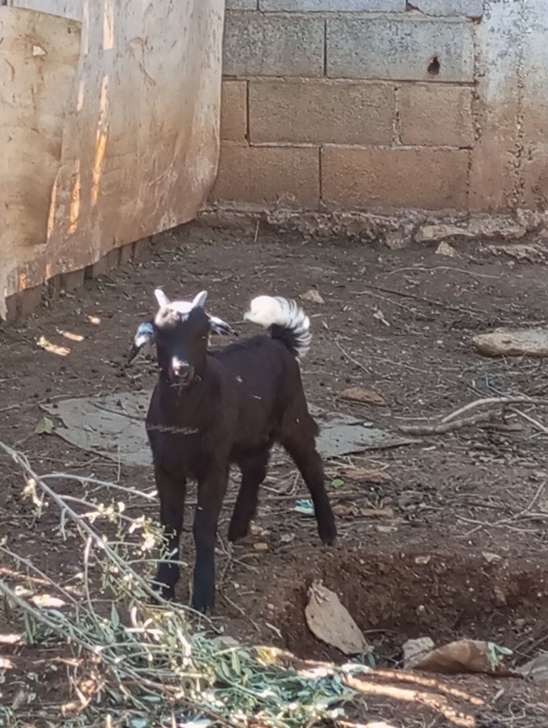 Cabrito macho com 2 meses