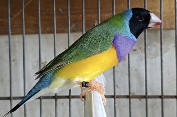 Diamantes de gold macho