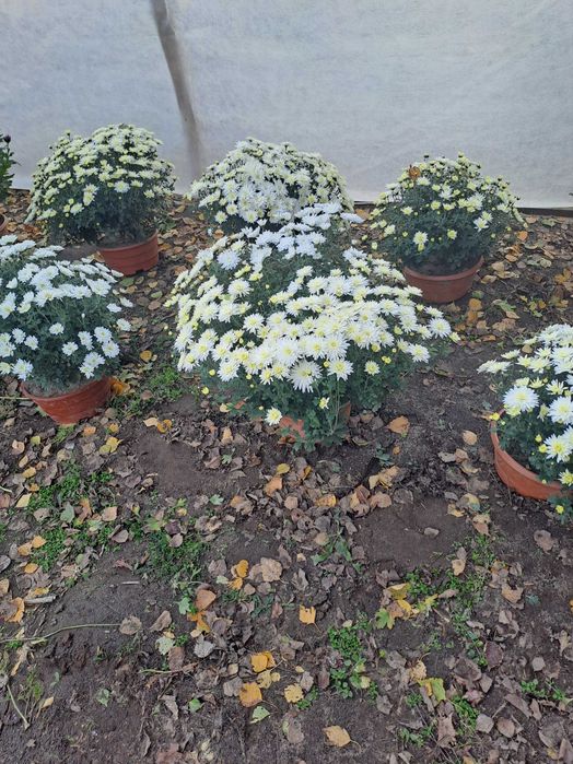 Sprzedam chryzantemy