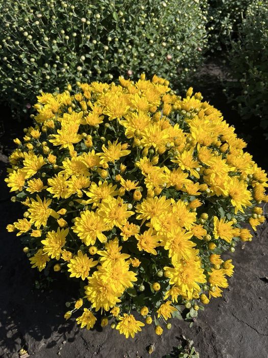 Хризантема мультифлора.