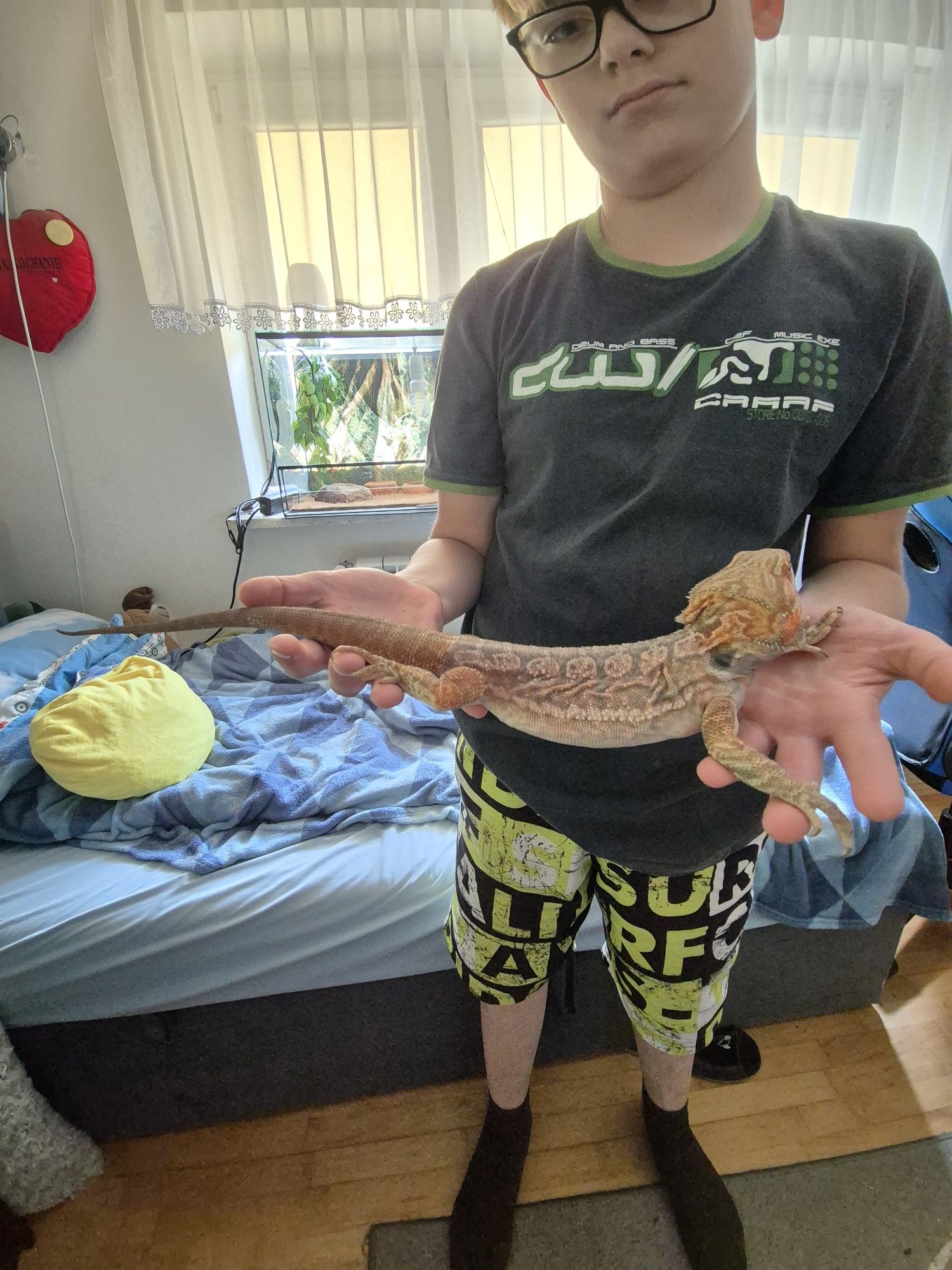 Agama Brodata pomarańczowa