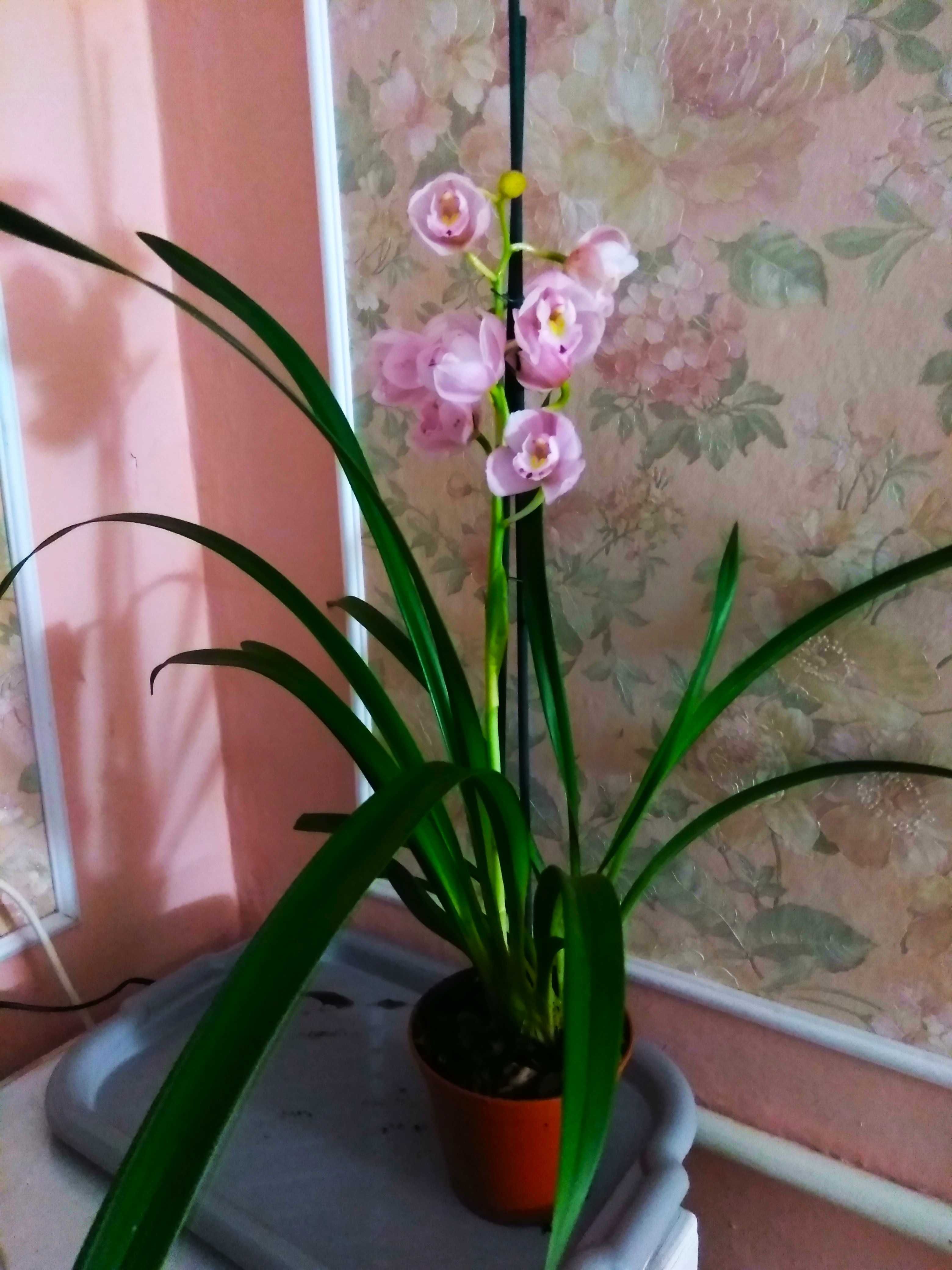 орхидея цимбидиум цветущая сейчас