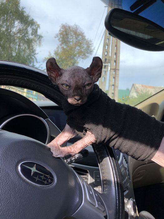 Девочка эльфийка ждет своих родителей